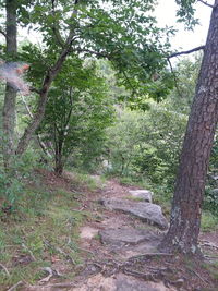 Trees in forest