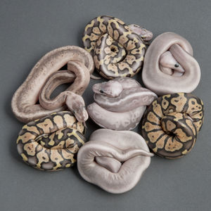 Ball pythons arranged on gray background 