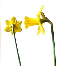 Close-up of yellow flowers