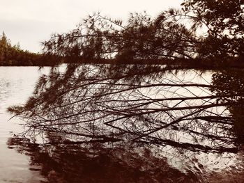 Scenic view of lake in forest against sky