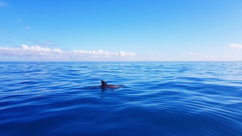 Dolphin swimming in sea