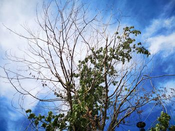 Low angle view of tree against sky