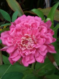 Close-up of pink flowers