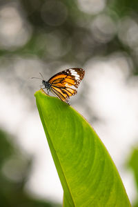 Close-up of butterfly on leaf