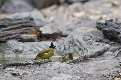 Close-up of bird perching on rock