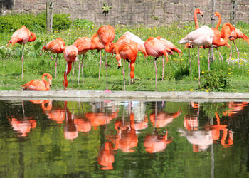 View of flamingoes with reflection