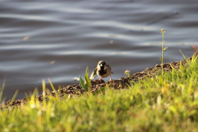 Bird perching on a grass