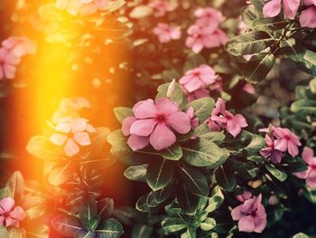 Close-up of pink flowers blooming outdoors