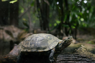 Close-up of turtle on rock