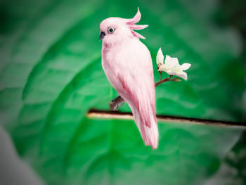 Close-up of a bird on pink flower