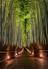 Illuminated empty road amidst bamboo grove