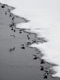 Seagulls on the edge of a river on a snowy day.