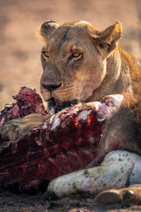 Close-up of lioness