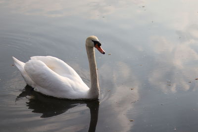 Swan swimming in lake