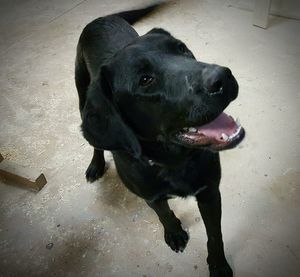 Close-up portrait of dog