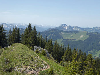 Scenic view of pine trees against sky