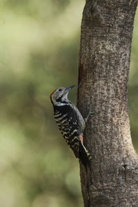 Close-up of a bird perching on tree trunk