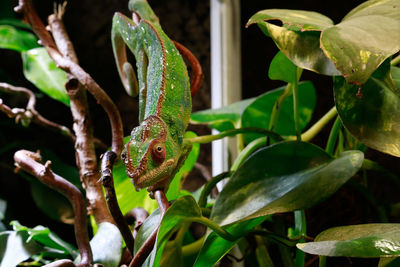 Close-up of a lizard on a plant