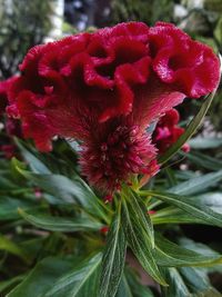 Close-up of red flowers