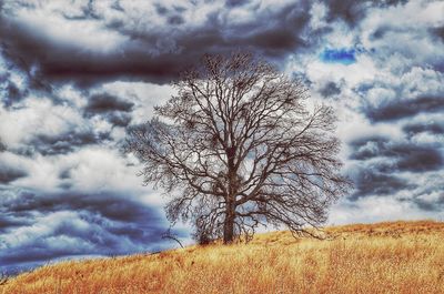 Bare tree on field against sky