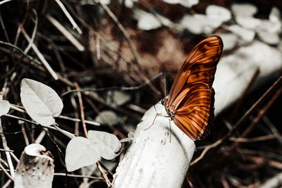 Close-up of butterfly on dry leaves on field