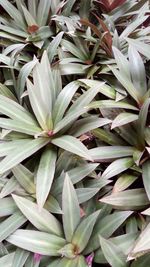 Full frame shot of plants