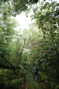 Rear view of man walking in forest