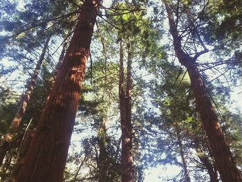 Low angle view of trees in forest