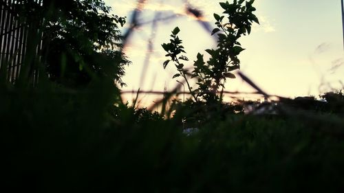 Close-up of plant against sunset