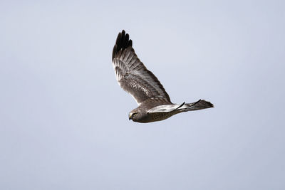 Low angle view of eagle flying against clear sky