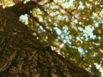 Low angle view of tree