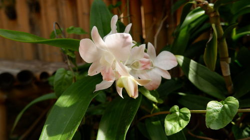 Close-up of white flowering plant