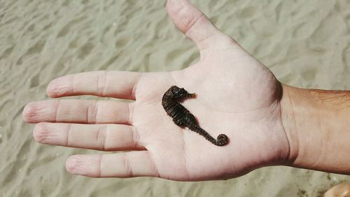 Cropped hand showing dead sea horse at beach during sunny day