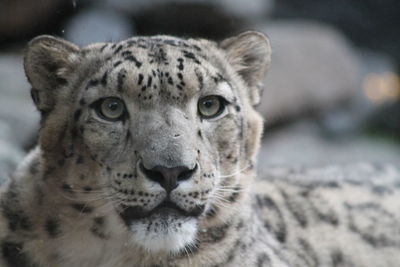 Close-up portrait of a snow leopard