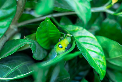 Close-up of insect on leaf