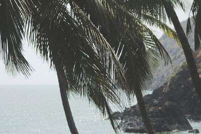 Close-up of palm tree by sea against sky