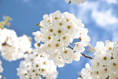 Close-up of white cherry blossom tree