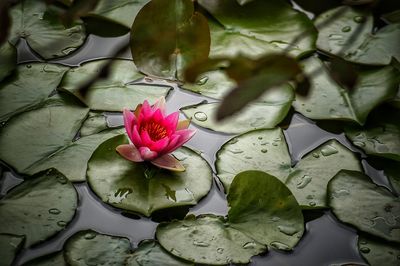 Close-up of pink water lily in pond