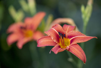 Close-up of orange flower