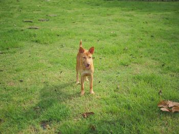Portrait of dog running on grassy field