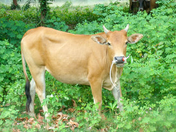 Cow standing in a field