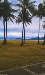 Palm trees against sky