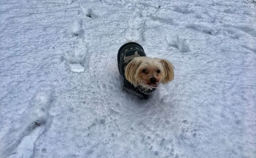 High angle view of dog in snow