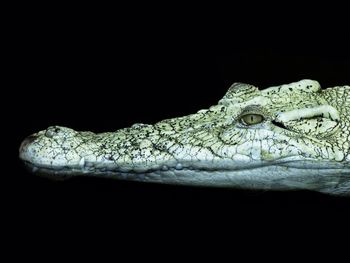 Side view of an alligator over black background