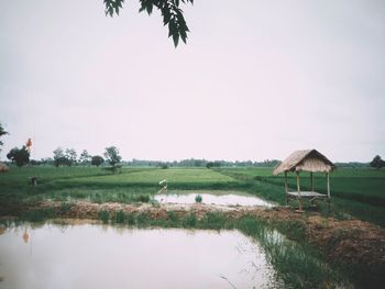 Scenic view of field against clear sky