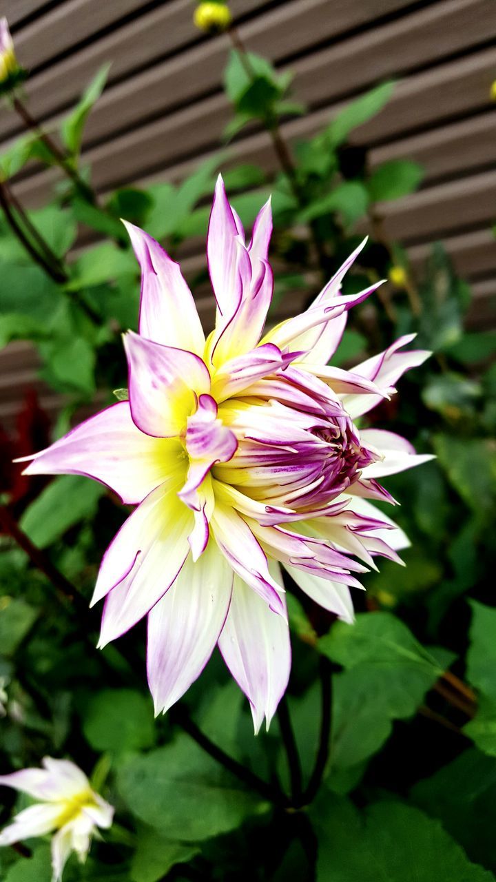 CLOSE-UP OF PINK FLOWER GROWING IN GARDEN