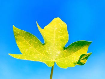 Close-up of yellow leaf against blue sky