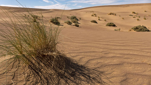 Scenic view of sand dunes in desert against sky