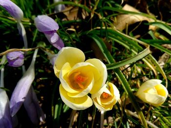 Close-up of yellow flowering plant on field