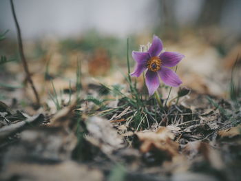 Close-up of flower